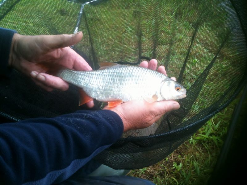 2013-07-31_12.07.41_roach