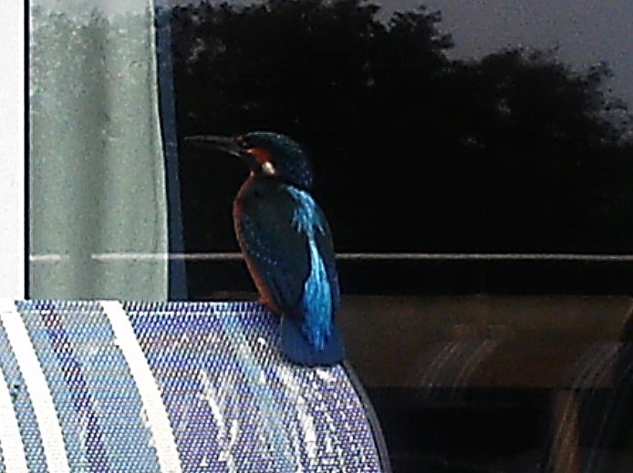 Kingfisher_04.10.19_enlarge Kingfisher_04.10.19_enlarge