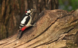 greater_spotted_wood_pecker