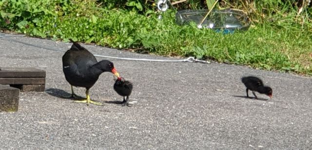1 Moorhen feeding her chick
