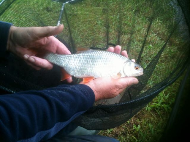 2013-07-31_12.07.41_roach