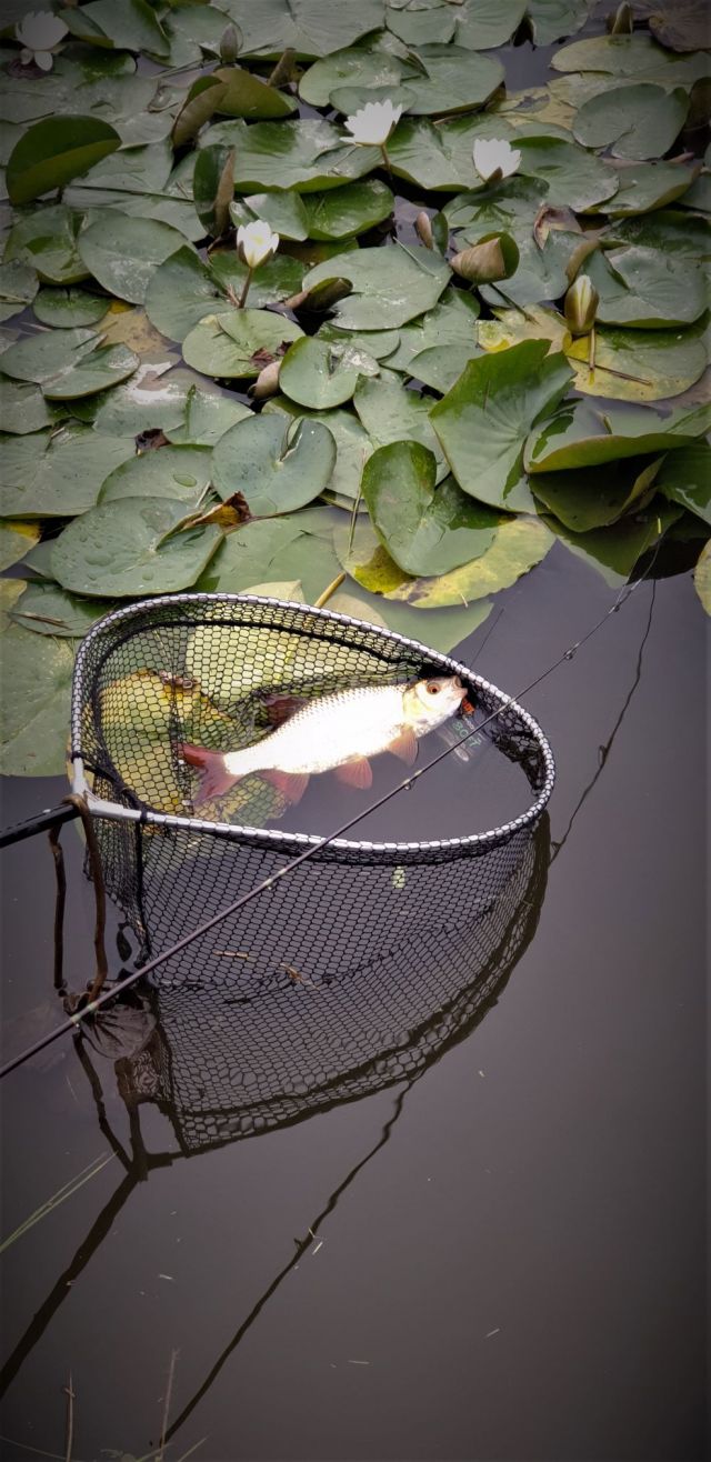 Golden_Rudd_20200904_163409_(3)