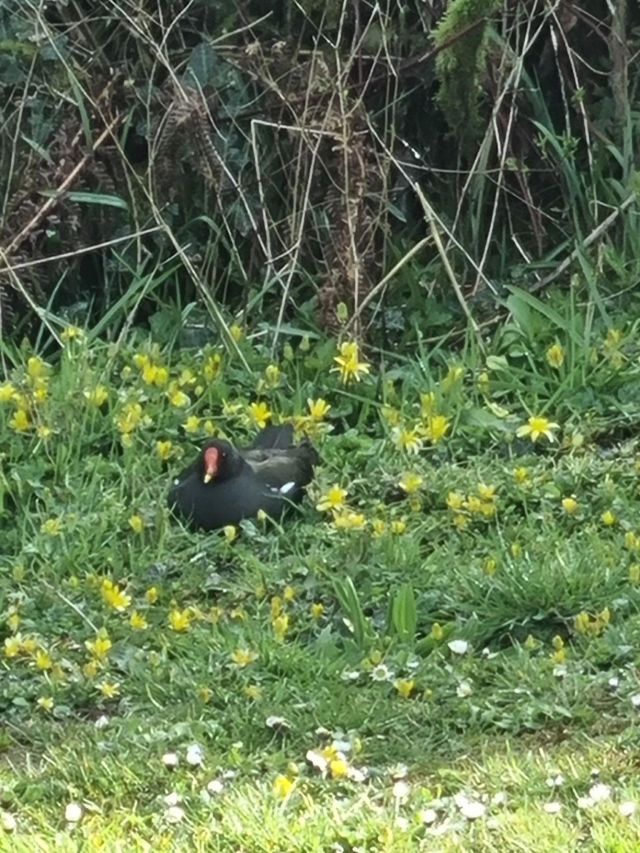 Moorhen_20210413_164902 Moorhen_20210413_164902