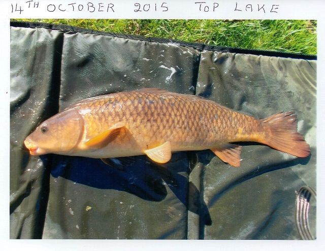 Ted_October_Carp Ted_October_Carp