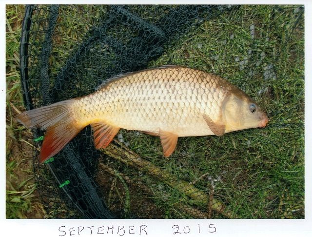Ted_September_Carp_2 Ted_September_Carp_2