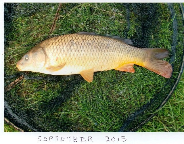Ted_September_carp_1 Ted_September_carp_1