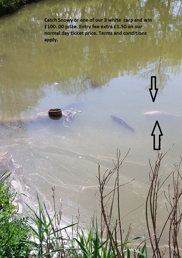 ghost_carp_snowy_1 ghost_carp_snowy_1