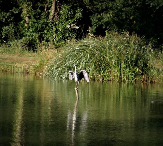 heron_on_pole_IMG_3913_(3)