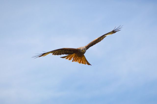 kite3 kite3