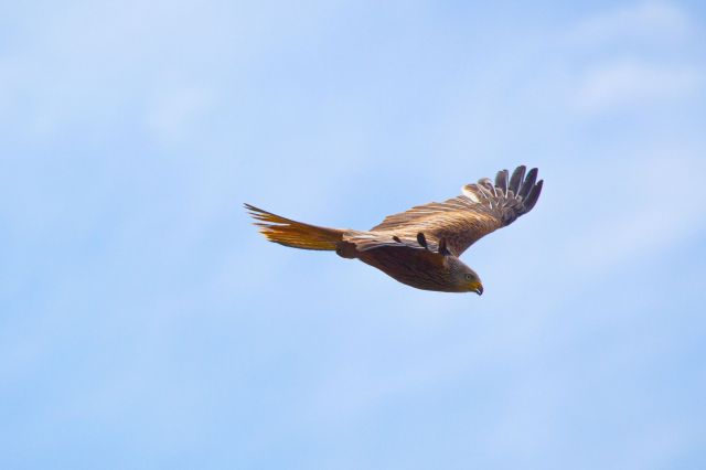 kite4 kite4