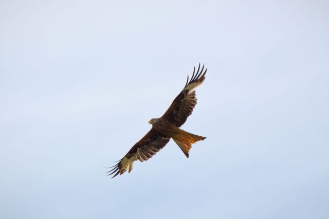 kite5 kite5