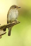 spotted_fly_catcher